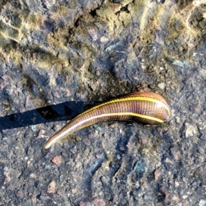 Hirudinidae sp. (family) at Acton, ACT - 3 May 2019