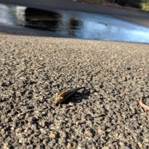 Hirudinidae sp. (family) at Acton, ACT - 3 May 2019