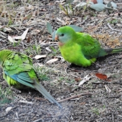 Polytelis swainsonii (Superb Parrot) at Wanniassa, ACT - 15 Jun 2019 by JohnBundock