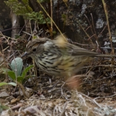 Pyrrholaemus sagittatus (Speckled Warbler) at Michelago, NSW - 13 Jan 2013 by Illilanga