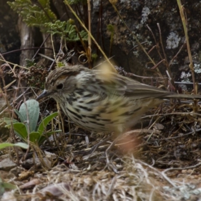 Pyrrholaemus sagittatus (Speckled Warbler) at Michelago, NSW - 14 Jan 2013 by Illilanga