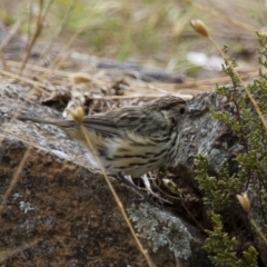 Pyrrholaemus sagittatus at Michelago, NSW - 14 Jan 2013 09:24 AM