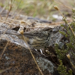 Pyrrholaemus sagittatus at Michelago, NSW - 14 Jan 2013 09:24 AM