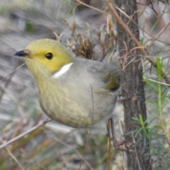 Ptilotula penicillata (White-plumed Honeyeater) at Tuggeranong DC, ACT - 16 Jun 2019 by HelenCross