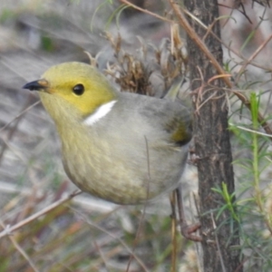 Ptilotula penicillata at Tuggeranong DC, ACT - 16 Jun 2019