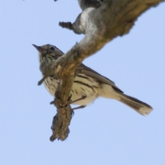 Pyrrholaemus sagittatus (Speckled Warbler) at Michelago, NSW - 1 Dec 2014 by Illilanga