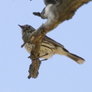 Pyrrholaemus sagittatus at Michelago, NSW - 1 Dec 2014 08:21 AM