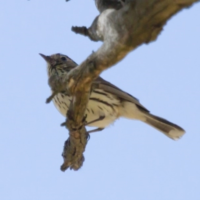 Pyrrholaemus sagittatus (Speckled Warbler) at Michelago, NSW - 30 Nov 2014 by Illilanga