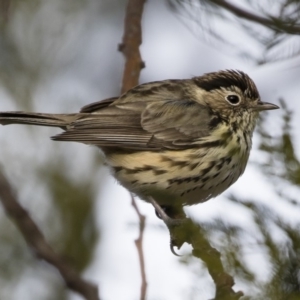 Pyrrholaemus sagittatus at Michelago, NSW - 9 Jun 2019