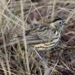 Pyrrholaemus sagittatus at Michelago, NSW - 9 Jun 2019