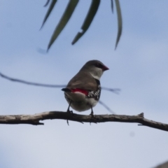 Stagonopleura guttata (Diamond Firetail) at Illilanga & Baroona - 7 Jan 2012 by Illilanga