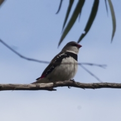 Stagonopleura guttata at Michelago, NSW - 8 Jan 2012