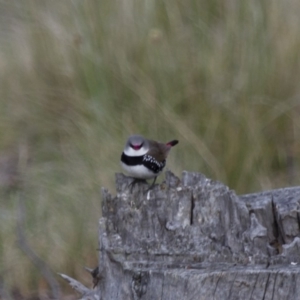 Stagonopleura guttata at Michelago, NSW - 5 Nov 2012