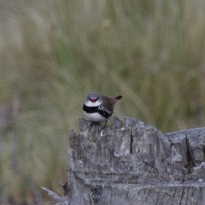 Stagonopleura guttata (Diamond Firetail) at Illilanga & Baroona - 4 Nov 2012 by Illilanga