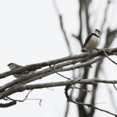 Stagonopleura guttata (Diamond Firetail) at Illilanga & Baroona - 2 Jun 2012 by Illilanga