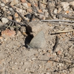 Zizina otis (Common Grass-Blue) at Illilanga & Baroona - 1 Jun 2019 by Illilanga