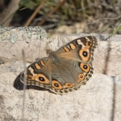 Junonia villida (Meadow Argus) at Michelago, NSW - 24 Feb 2019 by Illilanga