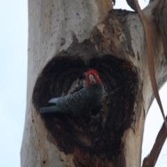 Callocephalon fimbriatum (Gang-gang Cockatoo) at Red Hill to Yarralumla Creek - 16 Jun 2019 by LisaH