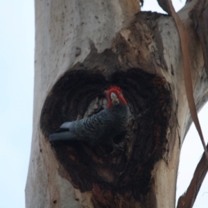 Callocephalon fimbriatum at Hughes, ACT - suppressed