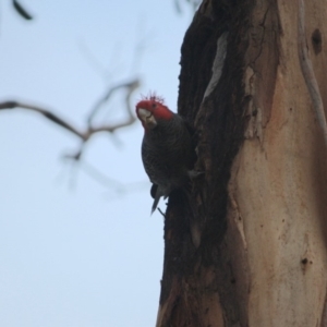 Callocephalon fimbriatum at Hughes, ACT - suppressed