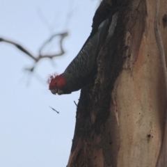 Callocephalon fimbriatum at Hughes, ACT - suppressed