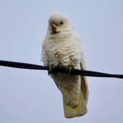 Cacatua sanguinea (Little Corella) at Red Hill to Yarralumla Creek - 16 Jun 2019 by LisaH