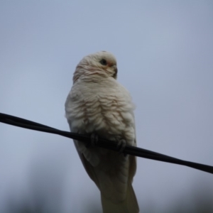 Cacatua sanguinea at Hughes, ACT - 16 Jun 2019