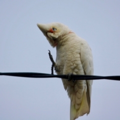 Cacatua sanguinea at Hughes, ACT - 16 Jun 2019 06:17 PM