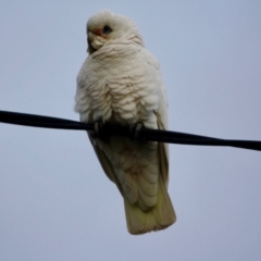 Cacatua sanguinea at Hughes, ACT - 16 Jun 2019 06:17 PM