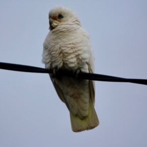 Cacatua sanguinea at Hughes, ACT - 16 Jun 2019