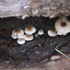 Mycena sp. (Mycena) at Red Hill to Yarralumla Creek - 16 Jun 2019 by LisaH