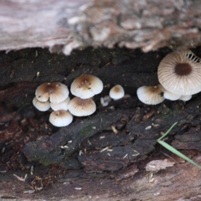 Mycena sp. (genus) (Mycena) at Hughes, ACT - 16 Jun 2019 by LisaH