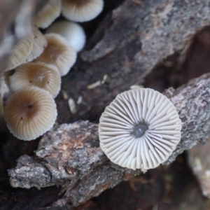 Mycena sp. at Hughes, ACT - 16 Jun 2019 03:38 PM