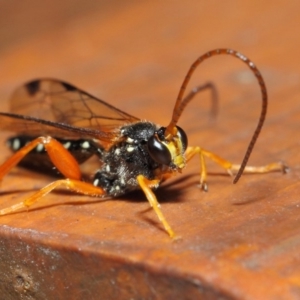 Echthromorpha intricatoria at Hackett, ACT - 14 Jun 2019