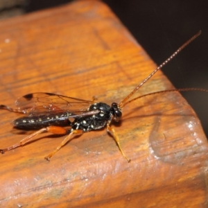 Echthromorpha intricatoria at Hackett, ACT - 14 Jun 2019