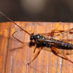 Echthromorpha intricatoria at Hackett, ACT - 14 Jun 2019