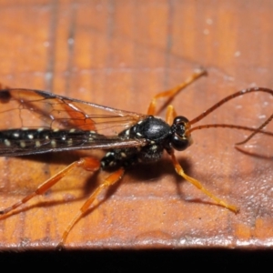 Echthromorpha intricatoria at Hackett, ACT - 14 Jun 2019