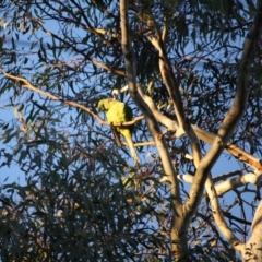 Polytelis swainsonii (Superb Parrot) at Red Hill to Yarralumla Creek - 17 Jun 2019 by LisaH