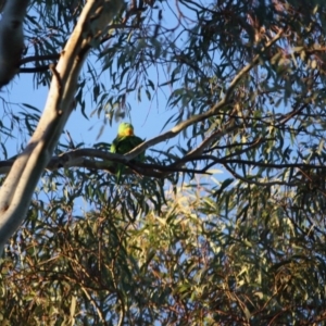 Polytelis swainsonii at Hughes, ACT - suppressed