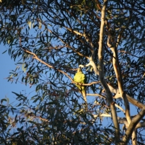 Polytelis swainsonii at Hughes, ACT - suppressed