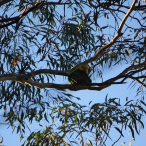 Polytelis swainsonii at Hughes, ACT - suppressed