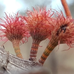 Allocasuarina verticillata at Isaacs Ridge - 16 Jun 2019 04:23 PM