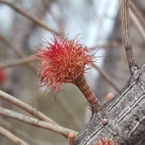 Allocasuarina verticillata at Isaacs Ridge - 16 Jun 2019 04:23 PM