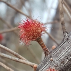 Allocasuarina verticillata at Isaacs Ridge - 16 Jun 2019