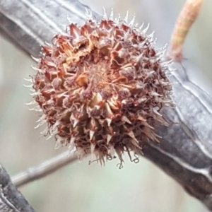 Allocasuarina verticillata at Isaacs Ridge - 16 Jun 2019 04:23 PM