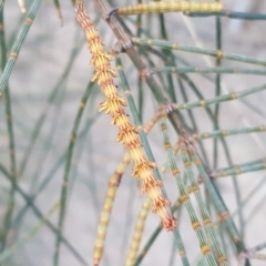 Allocasuarina verticillata at Isaacs Ridge - 16 Jun 2019 04:23 PM