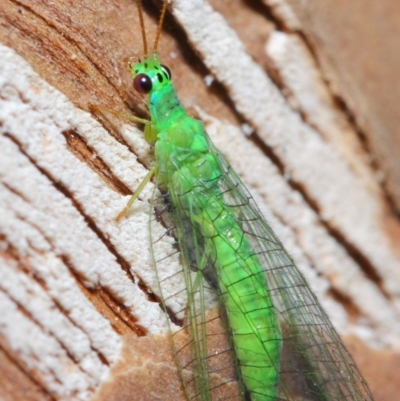 Mallada tripunctatus (Three-spot green lacewing) at Hackett, ACT - 14 Jun 2019 by TimL