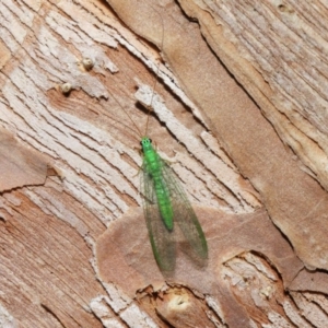 Mallada tripunctatus at Hackett, ACT - 14 Jun 2019