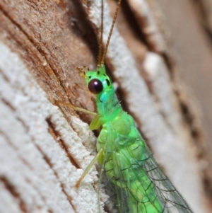 Mallada tripunctatus at Hackett, ACT - 14 Jun 2019