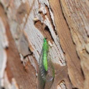 Mallada tripunctatus at Hackett, ACT - 14 Jun 2019